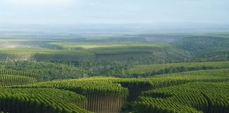 Ciência atualiza dados de estoque de carbono em plantios florestais