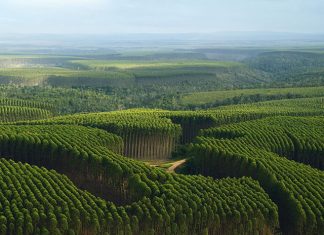 Eucalipto seca o solo?