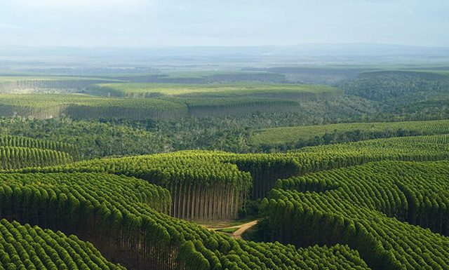 Floresta plantada é aliada da conservação de florestas naturais