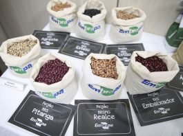 Plano Nacional do Feijão quer aumentar o consumo interno e as exportações