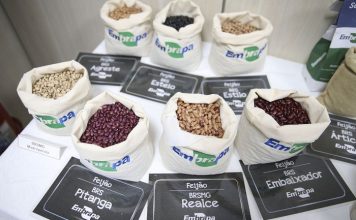 Plano Nacional do Feijão quer aumentar o consumo interno e as exportações