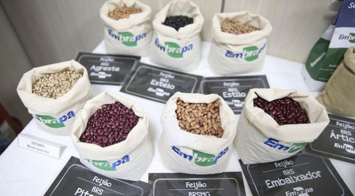Plano Nacional do Feijão quer aumentar o consumo interno e as exportações