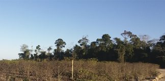 Café: Seca preocupa produtores com safra de 2019, mas favorece colheita da atual temporada