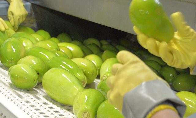 Espírito Santo segue como principal exportador de mamão no 1º semestre