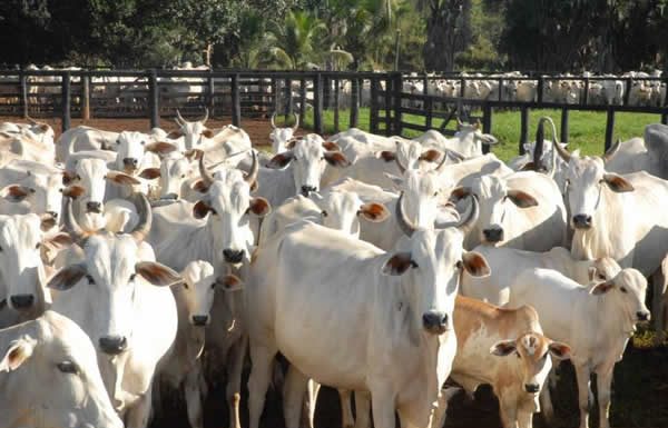 Embrapa alerta sobre efeito do calor excessivo nos rebanhos bovinos