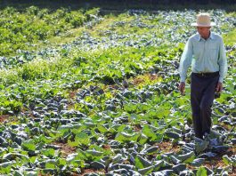 Governo deve destinar R$ 30 bilhões para agricultura familiar