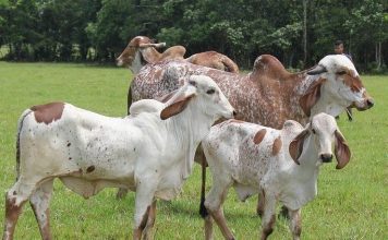 Índia vai comprar do Brasil bois para reprodução e ovos sem patógenos específicos