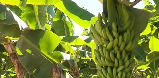 Covid-19 afetou custos da produção de banana