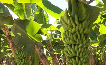 Com forte concorrência, banana prata se desvaloriza no Espírito Santo