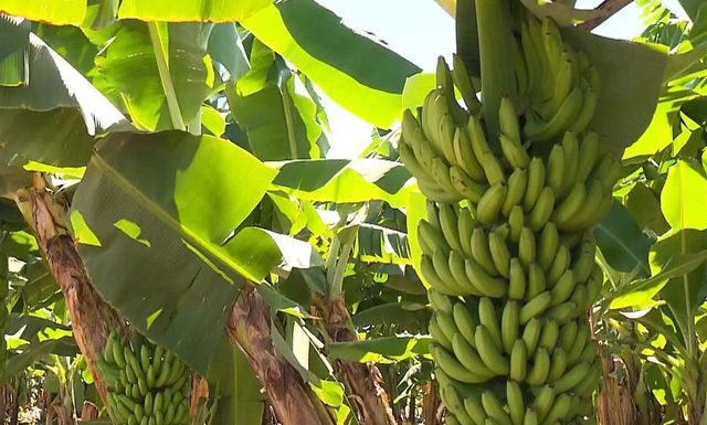 Plano nacional prevê ações para impedir entrada no Brasil de praga que ataca bananeiras