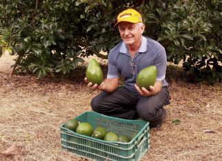 Saboroso, nutritivo e rentável