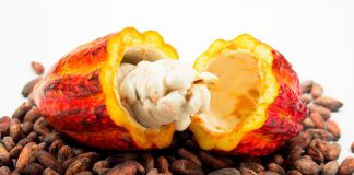 Assistência Técnica e Gerencial gratuita para 200 produtores de cacau do Espírito Santo