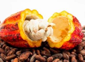 Assistência Técnica e Gerencial gratuita para 200 produtores de cacau do Espírito Santo