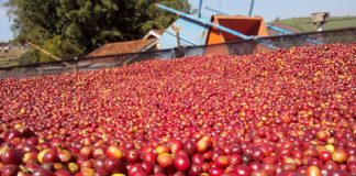 Mapa define direcionamento de recursos do Funcafé para safra 2023/2024