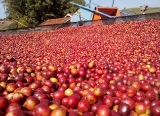 Mapa define direcionamento de recursos do Funcafé para safra 2023/2024