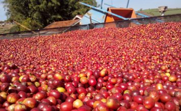 Exportação dos cafés do Brasil diferenciados cresce 11,6% no ano-safra 2017-2018 em relação ao período anterior