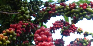 Volume negociado do café robusta é baixo