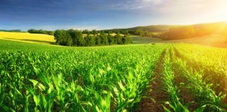 Área ocupada pela agropecuária cresceu 5% desde 2006, aponta IBGE