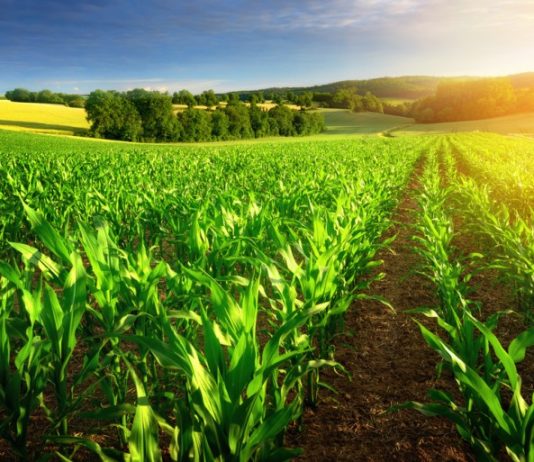 Área ocupada pela agropecuária cresceu 5% desde 2006, aponta IBGE