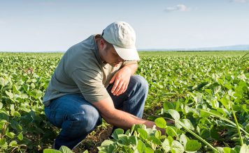PIB do agronegócio cresce 3,3% no 1º trimestre de 2020