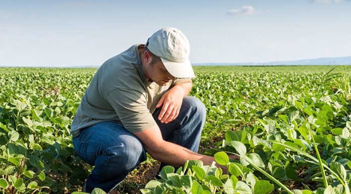 Valor da produção agropecuária está estimado em R$ 703,8 bilhões para 2020, diz Mapa