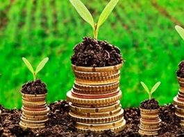 BNDES deve regulamentar até a próxima 4ª-feira linha de crédito de repactuação de dívidas rurais