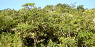 CPR Verde: título irá recompensar o produtor pela preservação ambiental