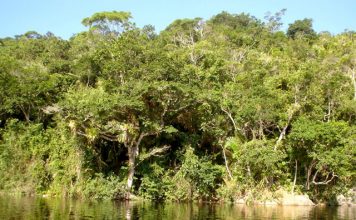 Mapa autoriza concessões em duas florestas nacionais da Amazônia