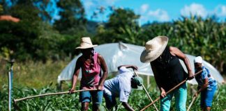 Prazo de emissão da DAP termina no dia 31 de outubro, a partir de novembro será emitido apenas o CAF