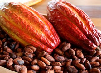 Prorrogadas as inscrições do processo seletivo para distribuição de mudas de cacau