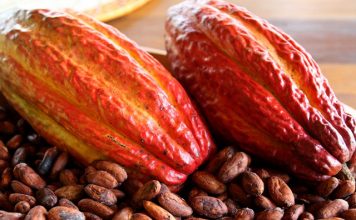 Cacau: cotações têm forte recuo em julho no Brasil com baixa no mercado externo