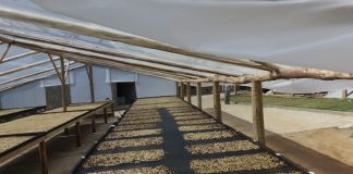 Utilização de enzimas na produção de cafés especiais