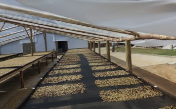 Utilização de enzimas na produção de cafés especiais