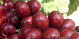 Colheita de café robusta do Brasil deve superar estimativa oficial