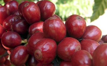 Colheita de café robusta do Brasil deve superar estimativa oficial