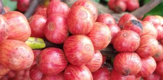 Uma safra de café que ficará na memória