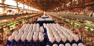 Espírito Santo lidera crescimento da produção de ovos e aves no Sudeste