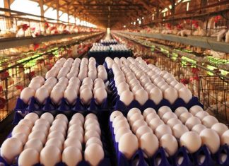 Espírito Santo lidera crescimento da produção de ovos e aves no Sudeste