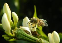 Abelhas no cafezal podem aumentar a produção cafeeira