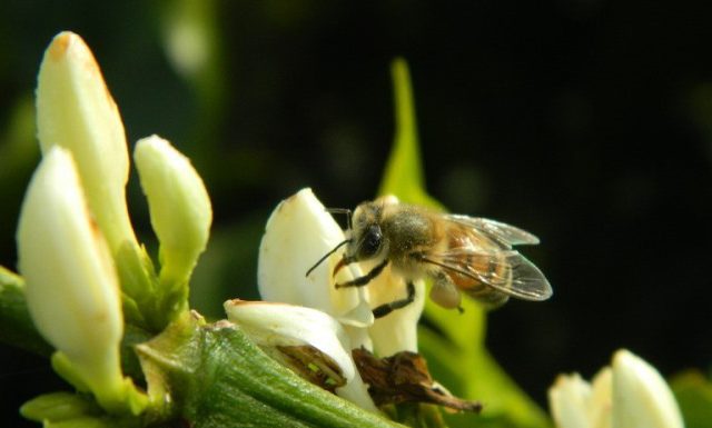 Abelhas no cafezal podem aumentar a produção cafeeira