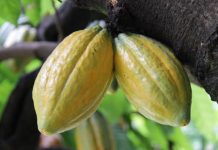 Produção de cacau deve dobrar e voltar ao patamar do final da década de 1980