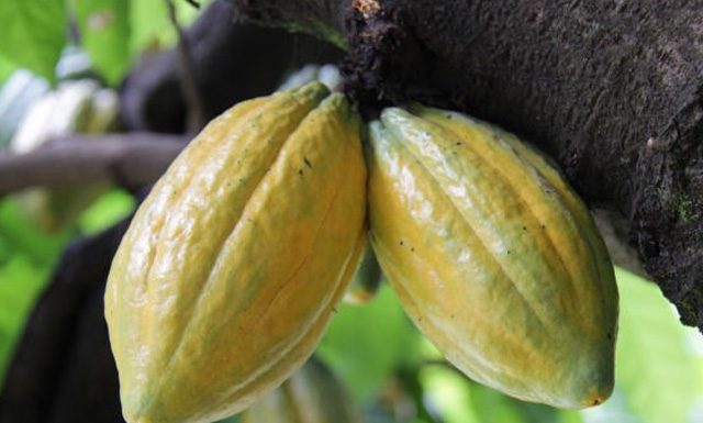 Produção de cacau deve dobrar e voltar ao patamar do final da década de 1980