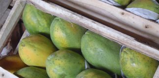 Começa amanhã o VII Simpósio do Papaya Brasil