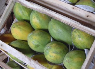 Começa amanhã o VII Simpósio do Papaya Brasil