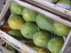 Começa amanhã o VII Simpósio do Papaya Brasil