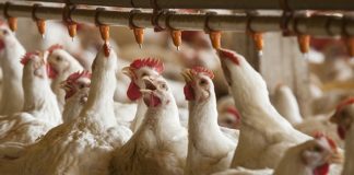 Preço da carne de frango recua por mais um mês; Vivo fica estável