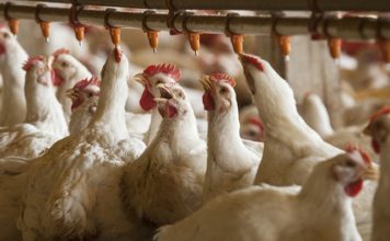 Preço da carne de frango recua por mais um mês; Vivo fica estável