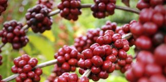 Café especial: produtores de conilon e robusta podem se associar à BSCA