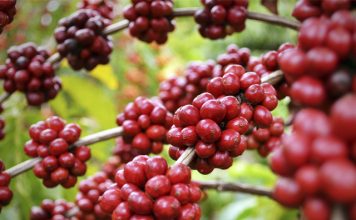 Café especial: produtores de conilon e robusta podem se associar à BSCA