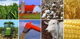 Valor da Produção Agropecuária é de R$ 563,5 bilhões